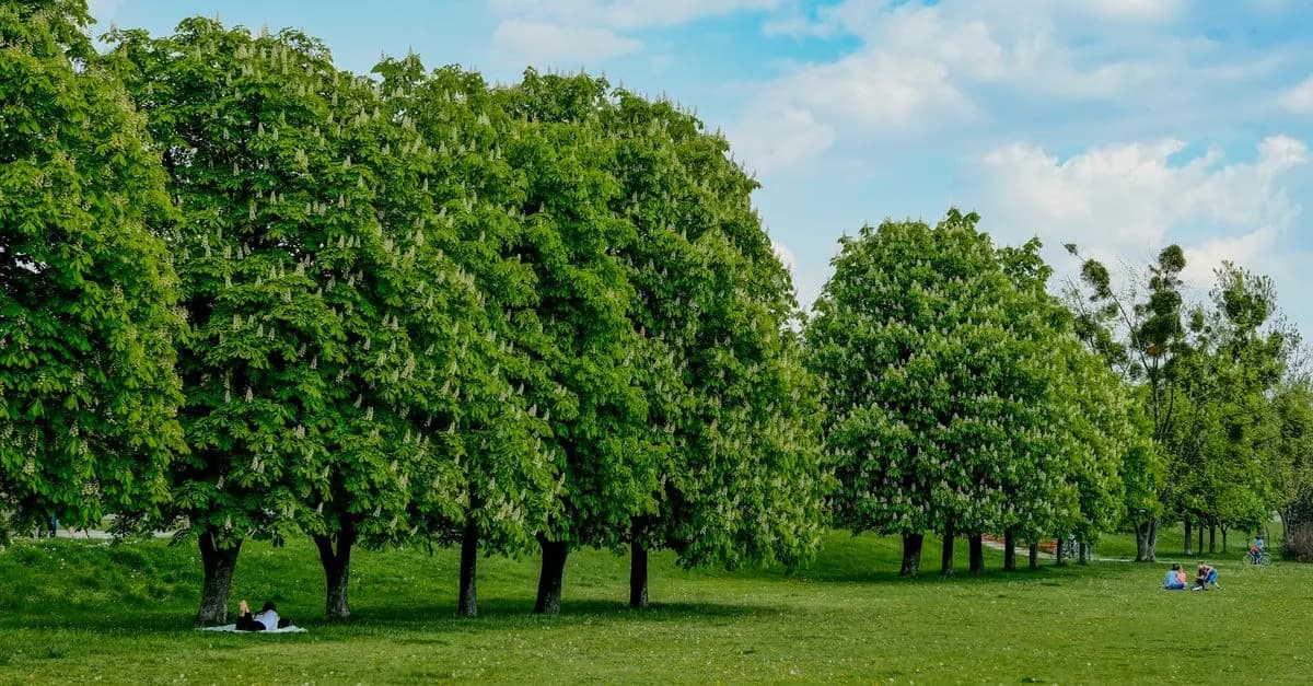 10 actividades al aire libre en español que debes probar